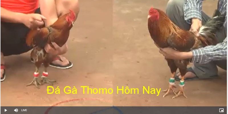 Tìm hiểu tổng quan về hình thức trực tiếp đá gà Thomo